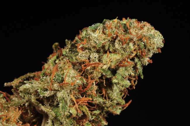 image of an elongated bud of a cannabis strain, Super Silver Haze, with a light green body and bright red hairs